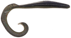 Megatail Rattlesnake